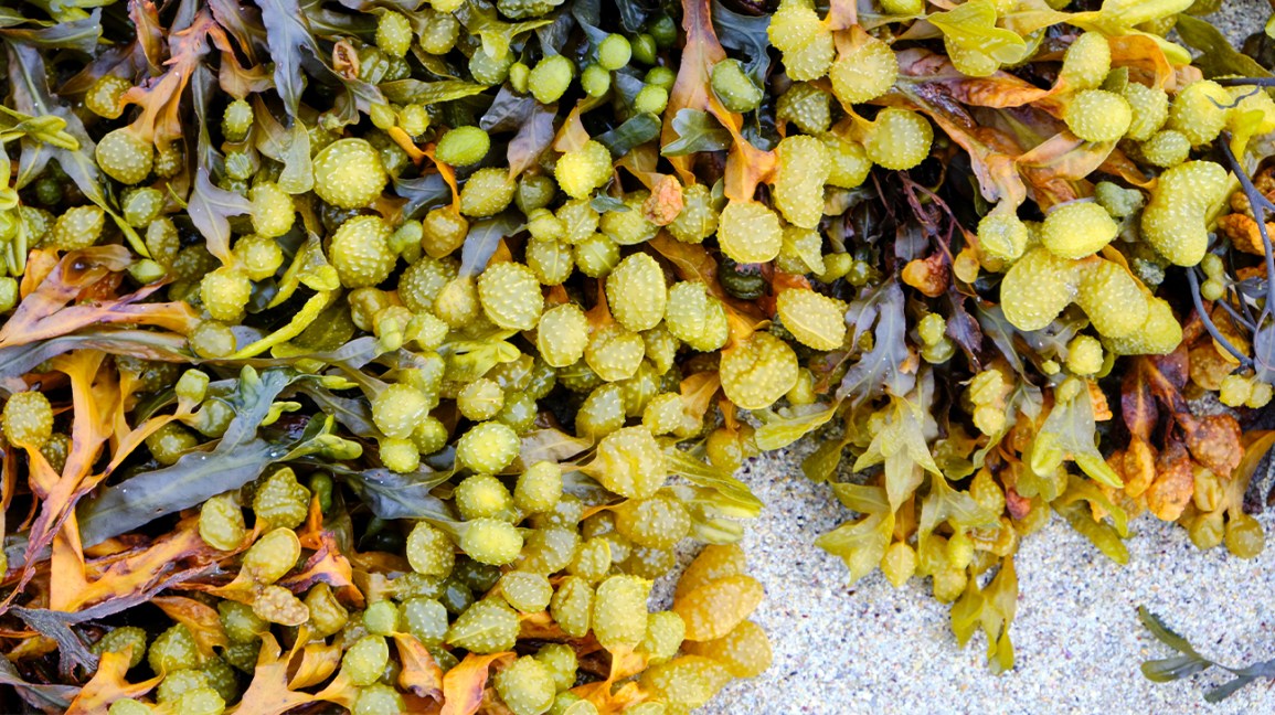 Losing Weight With Bladderwrack