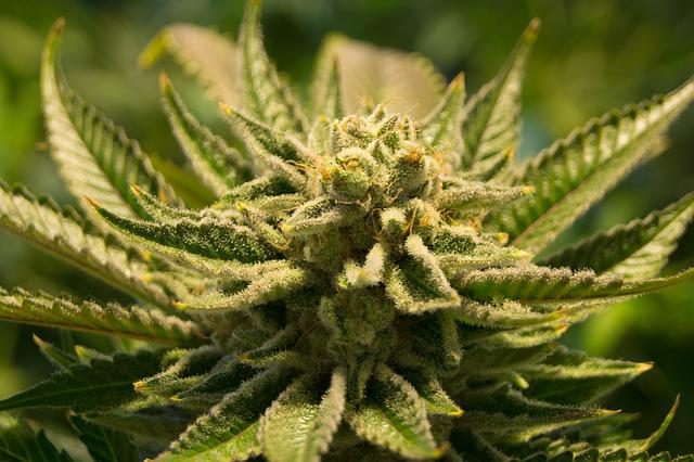 indica strains - featured image