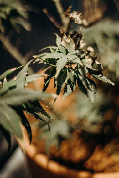 brown and green leaves on a pot